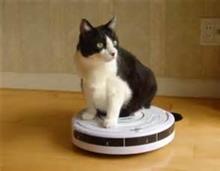 「　猫　の　、　お　手　伝　い　」　　～
