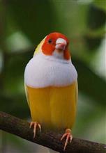 「　ビ　ー　ル　」　が、　　飲　み　た　く　な　る　鳥　　～