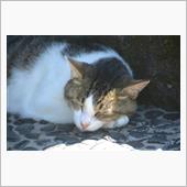 ８月の猫活…(=^・^=)