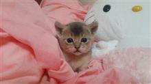 にゃんカラ(=^・^=) 辞めます。ありがとうございましたm(__)m　(猫ブログ）