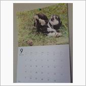 Septemberって黒柴の ...