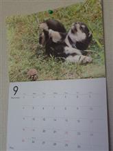 Septemberって黒柴の月なのっ？　;-D