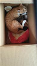 なんとか子ネコの引き取り決まりそうです♪