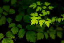 九月のフォトグラフ〈後編〉