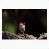 富士山５合目へ鳥撮り!!