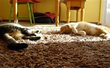 動物というもの言わぬ家族、そしてぼくたちの役割