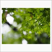『祝♪』・・・ありがとうござ ...