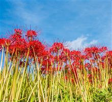 今朝のサイクリング---やはり彼岸花。