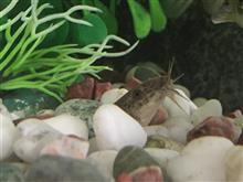 どじょうが