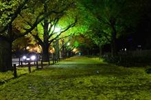 紅葉ドライブ 紅葉ドライブ