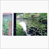 モネの池に行ってまいりました ...