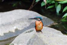 午前中のカワセミ 午前中のカワセミ