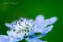 山中湖花の都公園〈前編〉