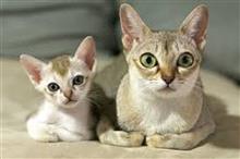 動物愛護週間♪殺処分なんてないんですよ!(猫ブログ) 動物愛護週間♪殺処分なんてないんですよ!(猫ブログ)