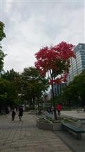 紅葉
