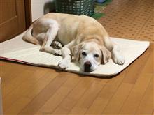 秋の健康診断が終わりました。