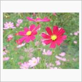 秋　　の　　花　　　～