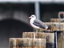 カモメを追って