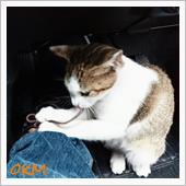 危ない仔猫｡｡｡Σ(ﾟДﾟ)