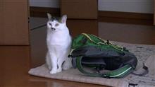運動会でした。