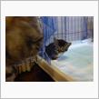 ♪まいごのまいごのこねこちゃん～