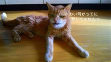 年期が入り過ぎて  連邦の猫は化け猫か！！
