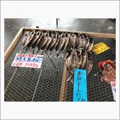 今日の獲物