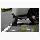 秋撮り　矢板ドライブ～♪