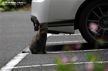 秋撮り　矢板ドライブ～♪