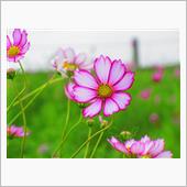諫早 白木峰高原 秋桜☆彡