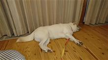 おやすみ～zzz……。
