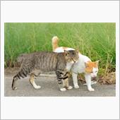 捨て猫たち？