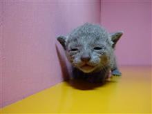 にゃんカラ(=^・^=)　（猫ブログ）