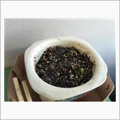 黒松の芽が出た