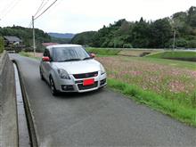 秋桜満開(#^.^#)