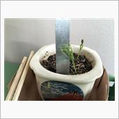発芽4日目