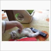 吾輩は猫である・・・・