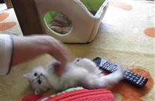 吾輩は猫である・・・・