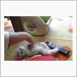 吾輩は猫である・・・・