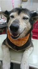 首をかしげる犬