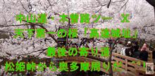 中山道・木曽路ツー　Ⅹ　天下第一の桜「高遠城址」・ 最後の寄り道は、松姫峠から奥多摩周りだ　^^&quot; 