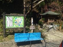 【キノコ】カワラタケがびっしり！【撮影】