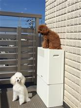 チョコとブラン  17