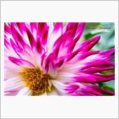 Dahlia,Dahlia, ...