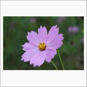 諫早 白木峰高原 秋桜 pa ...