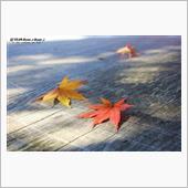 2016 紅葉　日光編