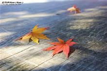 2016 紅葉　日光編