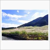 黄金色のすすき野原 と 大き ...