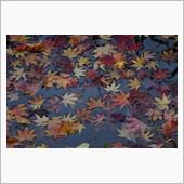 近場で紅葉