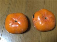 合格祈願の柿発見( ̄∀ ̄) 合格祈願の柿発見( ̄∀ ̄)